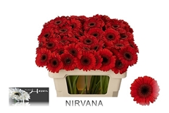 Ge Mi Nirvana 50L.cm