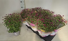 Chrys Garden Mums Gm 15P 35H 23bloei