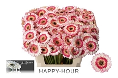 Ge Mi Happy Hour 50L.cm
