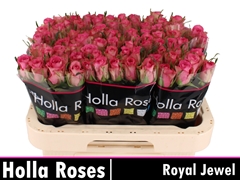 R Gr Royal Jewel 60L.cm 23bloei
