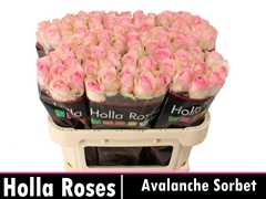 R Gr Avalanche Sorbet 70L.cm 23bloei