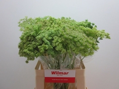 Ammi Visn Green Mist 60L.cm 99bloei