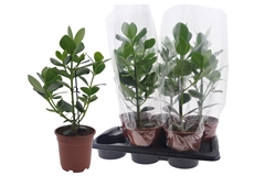 Clusia Ro Princess 17P 55H