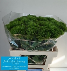 Di Barb Green Wicky 60L.cm 99bloei