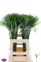 Groot Blad 70L.cm