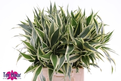 Drac Sanderiana 50L.cm