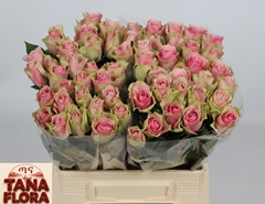 R Gr Belle Rose 40L.cm 23bloei