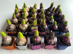 Hyac Gem 5 Kl 7P 13H 1bol 22bloei