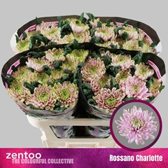 Chr G Ross Charlotte 70L.cm 80gram 23bloei