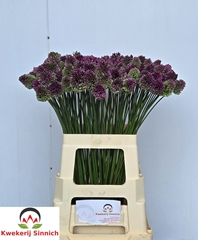 Allium Sphaerocephal 65L.cm 23bloei