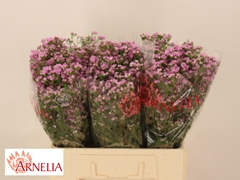 Chame Un Pirouette 60L.cm 25gram