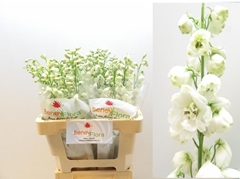 Delph El Guard White 60L.cm 34bloei
