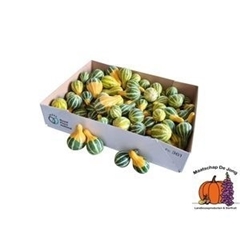 Cuc Pear Bicolor