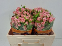 R Tr Odilia 50L.cm 24bloei