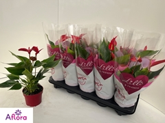 Anthu Banderola Roja 510P 15H 5bloem
