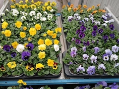 Viola St F1 Hybr Gem 9P 10H