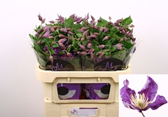 Clem Amazing Sydney 70L.cm 23bloei