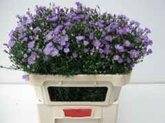 Ast Nb Cassandra 70L.cm 25gram 23bloei
