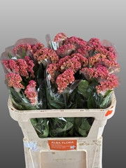 Cel C Reprise Rose 72L.cm 23bloei