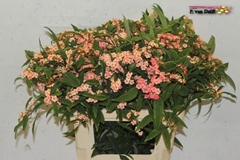 Euph F T Pink Baron 60L.cm 13bloei