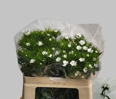 Di Barb S Will White 50L.cm 22bloei