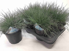 Festuca Glauca 17P 20H