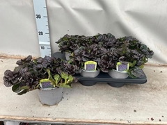 Ajuga Overig 15P 25H