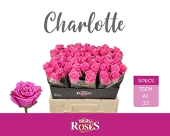 R Gr Tan Charlotte 55L.cm 33bloei