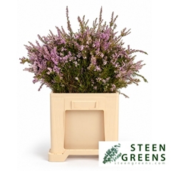 Erica Per Bos 65L.cm