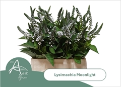 Lysim Moonlight 45L.cm 23bloei