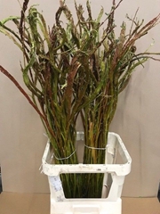 Salix Sekka Bandwilg 120L.cm
