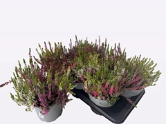 Callu Wibos Quattro 17P 27H