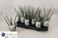 Aloe Vera 510P 35H
