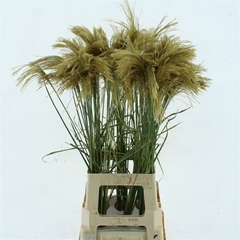 Miscanthus Sinens Ov 85L.cm