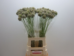 Scabiosa Stellat Zd 99bloei