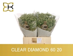 Lim Sin Clear Dia 60L.cm 20gram 23bloei