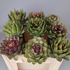 Cynara Sc Green Glob 50L.cm
