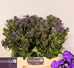 Phlox P Crissy 60L.cm 23bloei