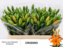 Li La Crodino 85L.cm 55+knop 23bloei
