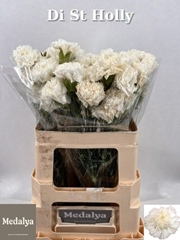 Di St Holly 60L.cm 23bloei