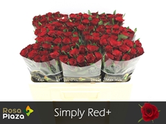 R Gr Simply Red? 50L.cm 23bloei