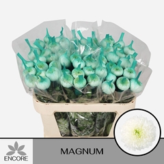 Chr G Magnum 70L.cm 60gram 12bloei