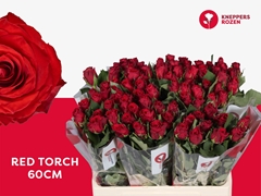 R Gr Red Torch 60L.cm 23bloei