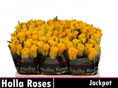 R Kl Jackpot 50L.cm