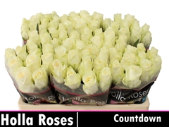 R Gr Countdown! 50L.cm 23bloei