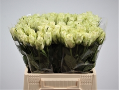 R Gr Athena 40L.cm 23bloei