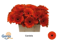 Ge Gr Candela 50L.cm