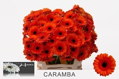 Ge Mi Caramba 50L.cm