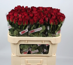 R Gr Madam Red 70L.cm 23bloei