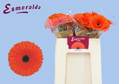 Ge Gr Candela 50L.cm